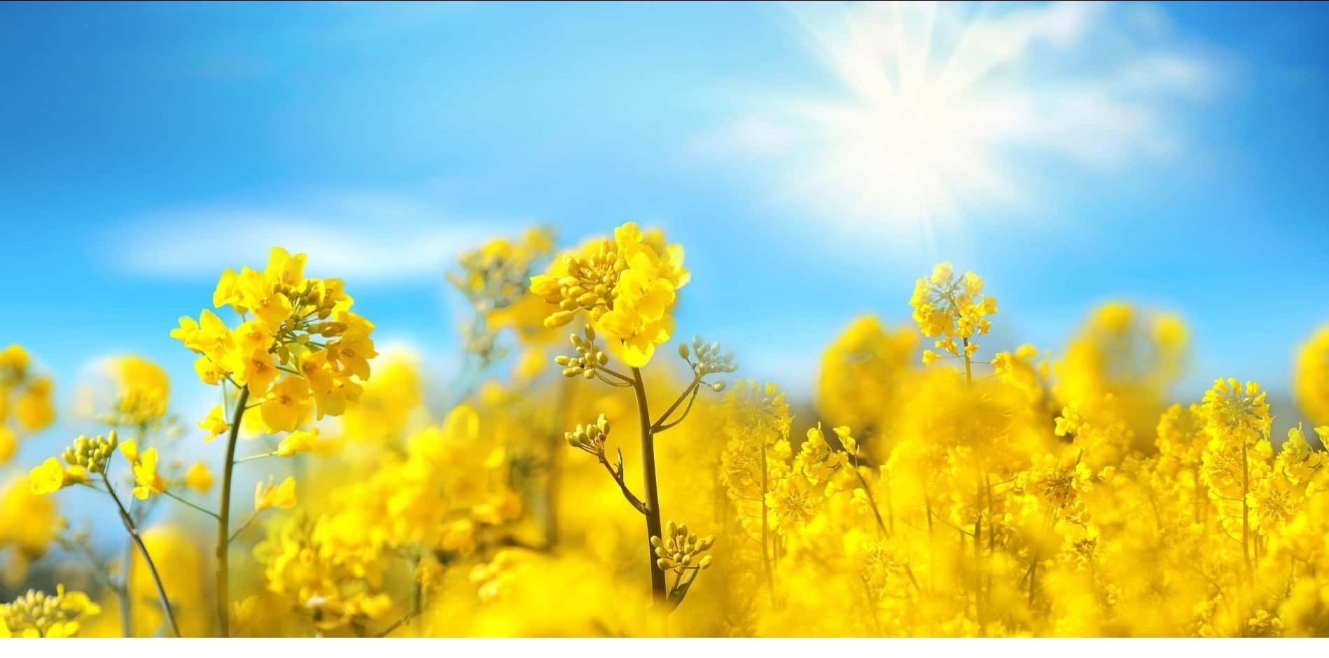 Fioul domestique, Biofioul, Gazole Non Routier (GNR) et gazole